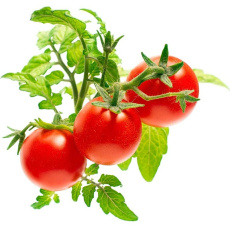 Click and Grow mini rajčata kapsle se semínky a substrátem 3ks